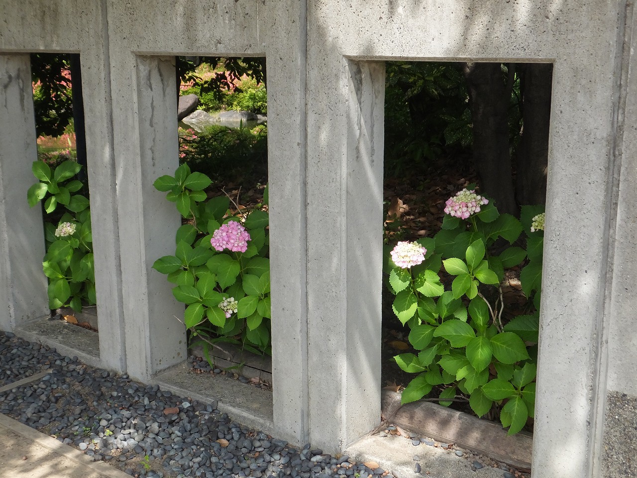 紫陽花(アジサイ) | 花だより | 白鳥庭園|名古屋市熱田区 紫陽花(アジサイ) | 花だより | 白鳥庭園|名古屋市熱田区