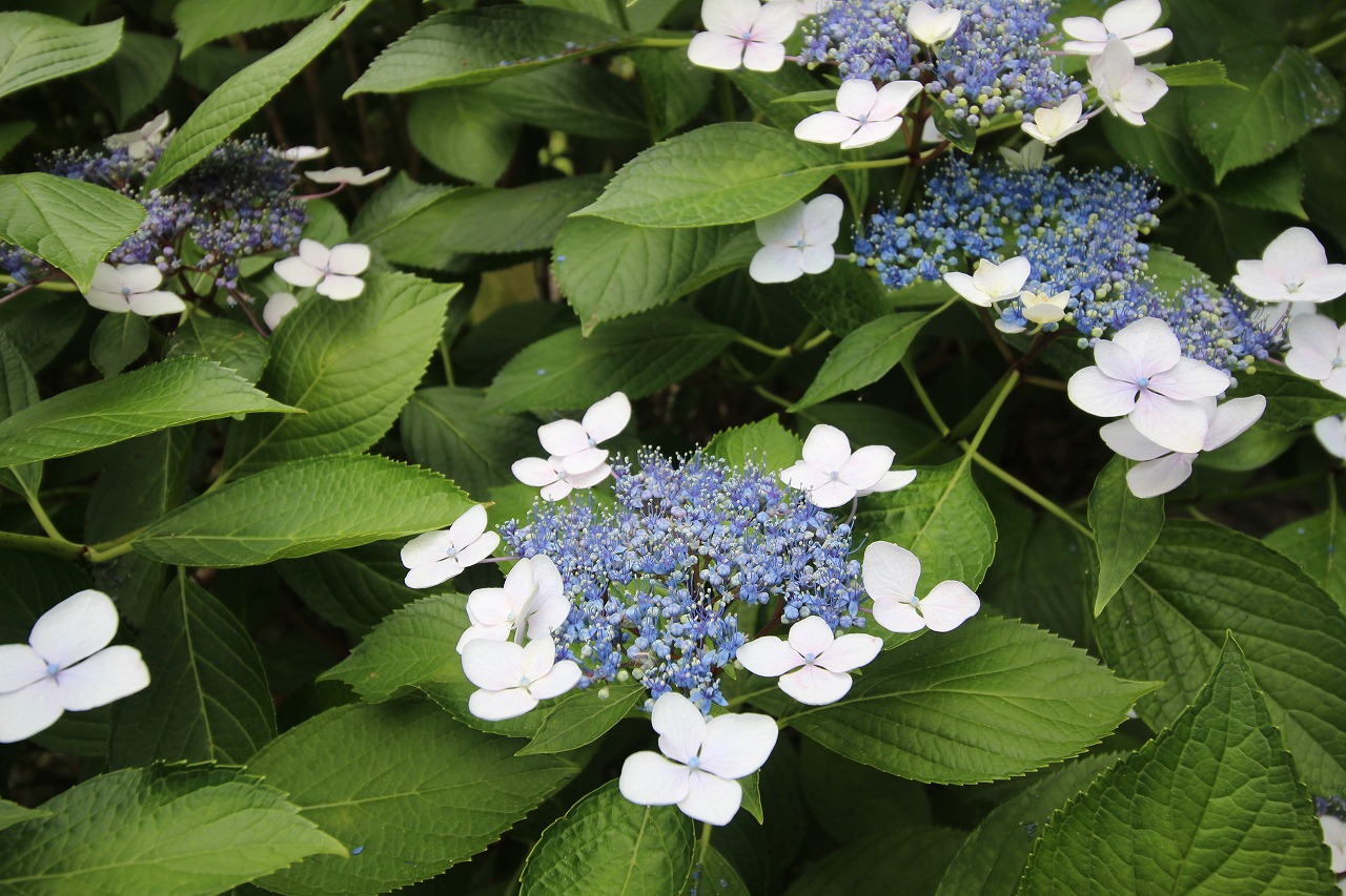 紫陽花(アジサイ) | 花だより | 白鳥庭園｜名古屋市熱田区